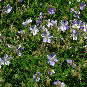 Geranium pratense ‘Striatum’