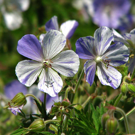 Geranium pratense ‘Striatum’