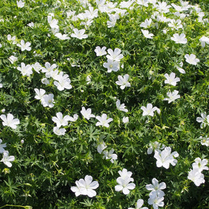 Geranium sanguineum ‘Album’