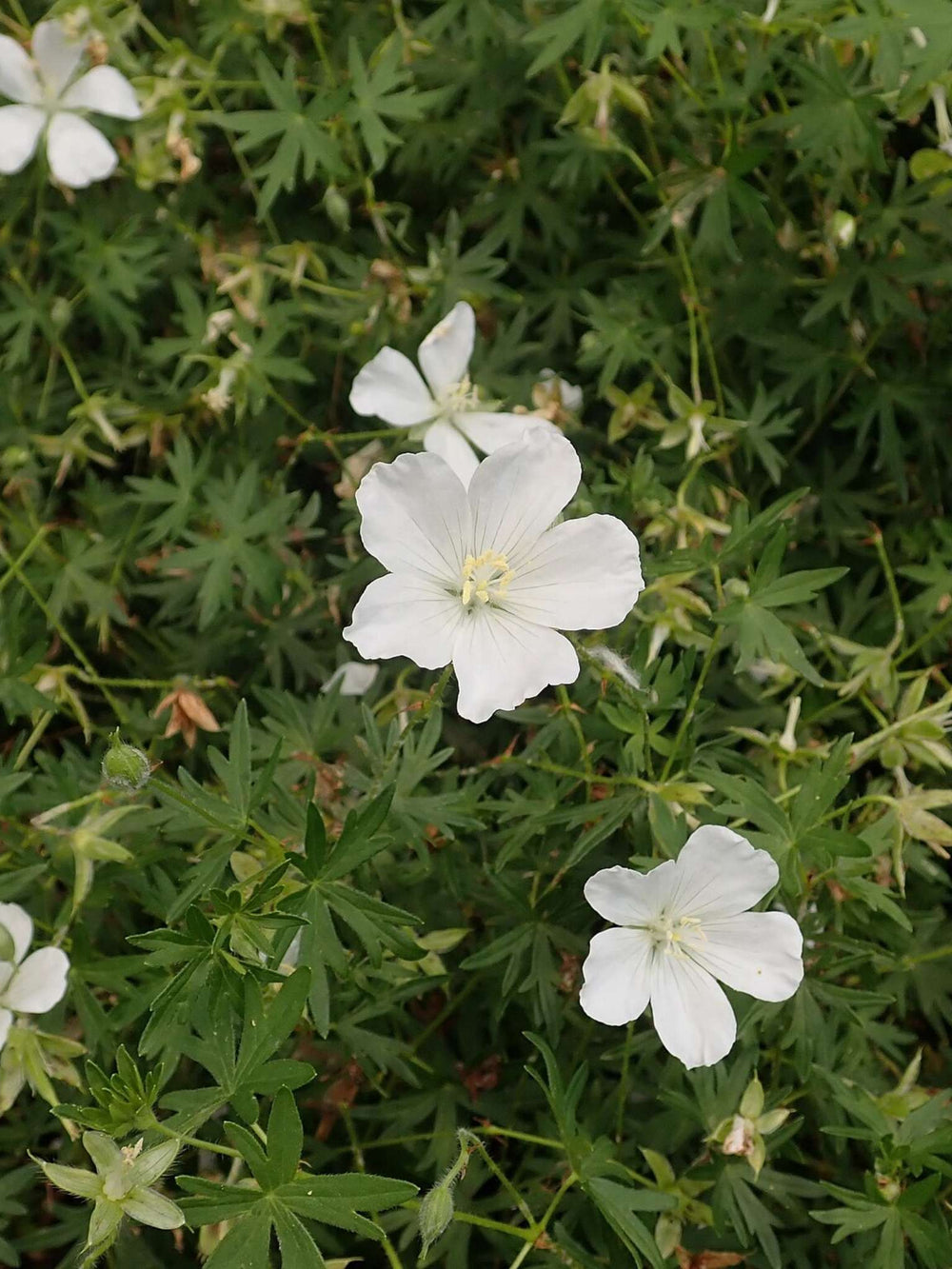 Geranium sanguineum ‘Album’