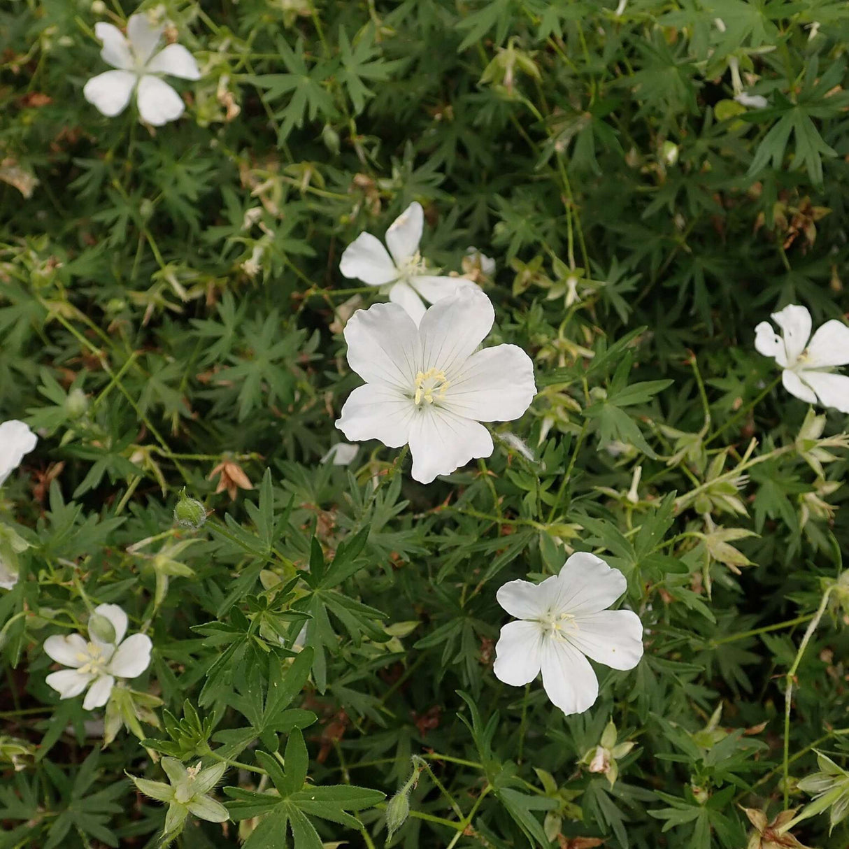 Geranium sanguineum ‘Album’