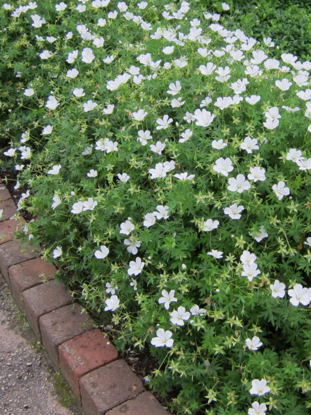 Geranium sanguineum ‘Album’