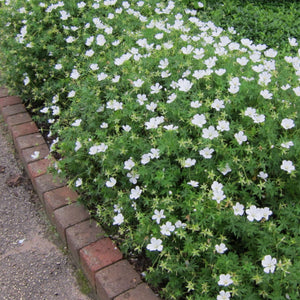 Geranium sanguineum ‘Album’