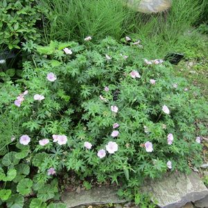 Geranium sanguineum var. striatum