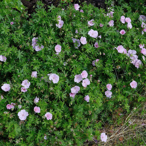 Geranium sanguineum var. striatum