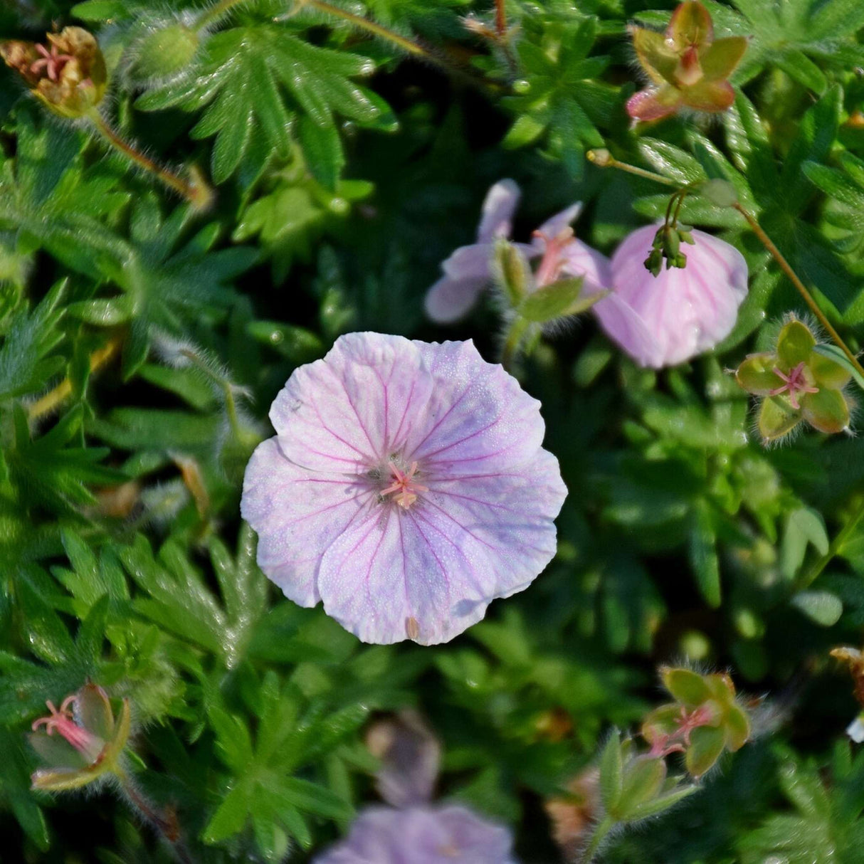 Geranium sanguineum var. striatum