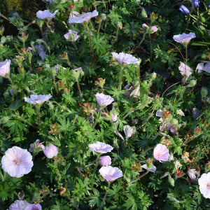 Geranium sanguineum var. striatum
