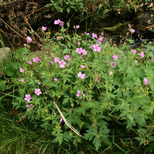 Geranium × oxonianum ‘Rose Clair’