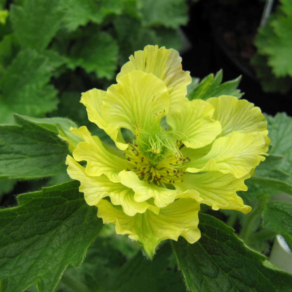 Geum ‘Banana Daiquiri’