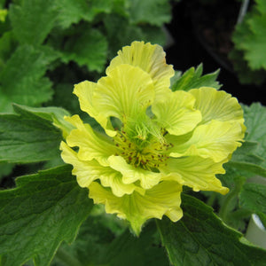 Geum ‘Banana Daiquiri’