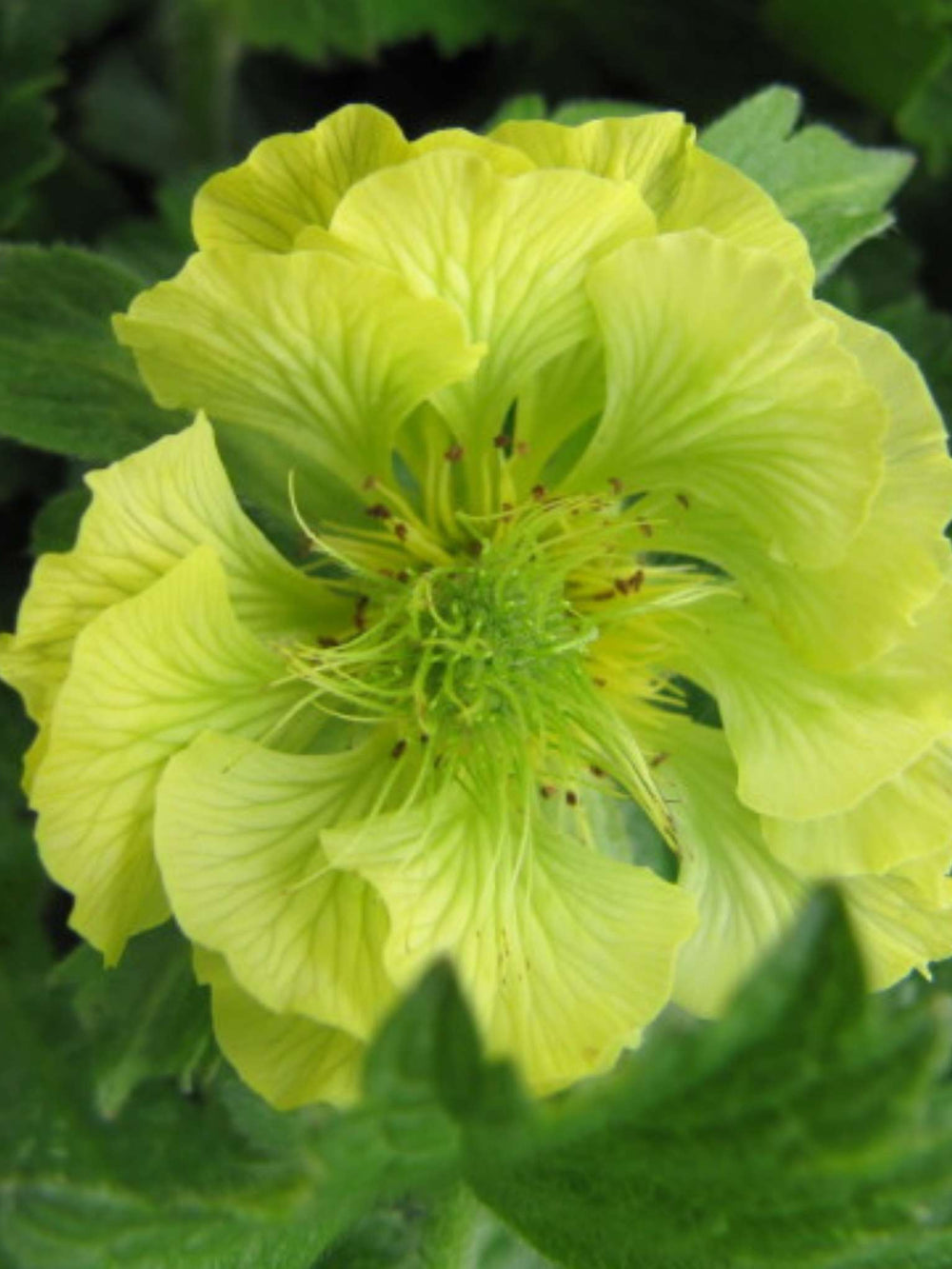 Geum ‘Banana Daiquiri’