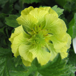 Geum ‘Banana Daiquiri’