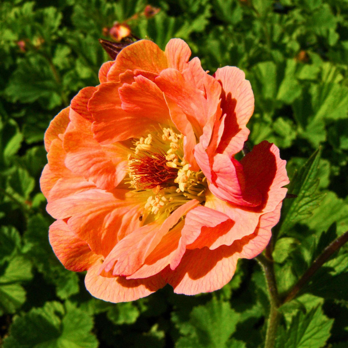 Geum ‘Mai Tai’