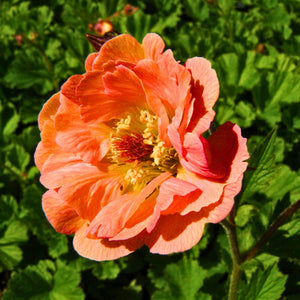 Geum ‘Mai Tai’