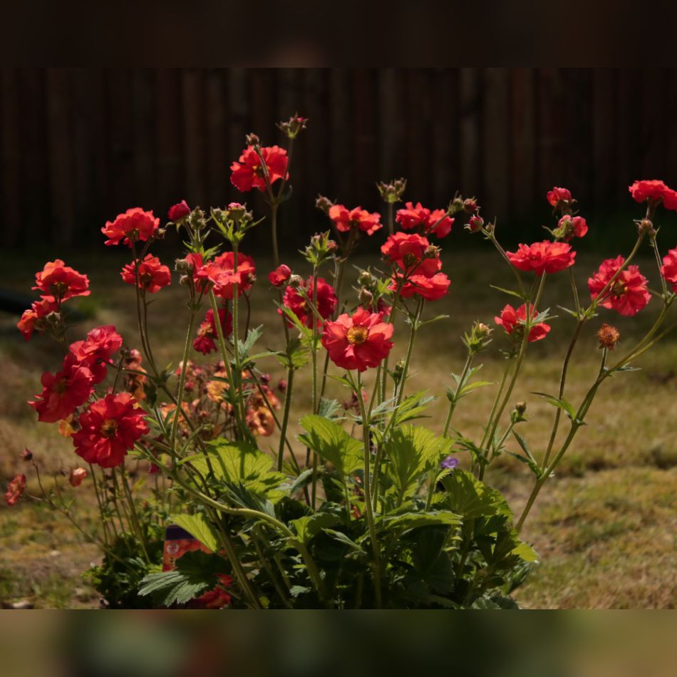 Geum ‘Scarlet Tempest’