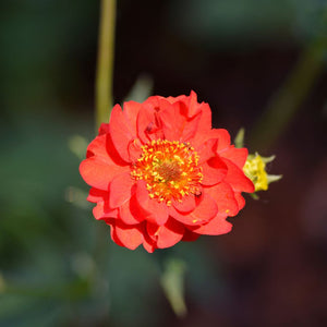 Geum ‘Scarlet Tempest’