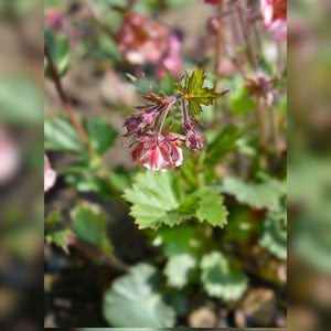 Geum ‘Tempo Rose’