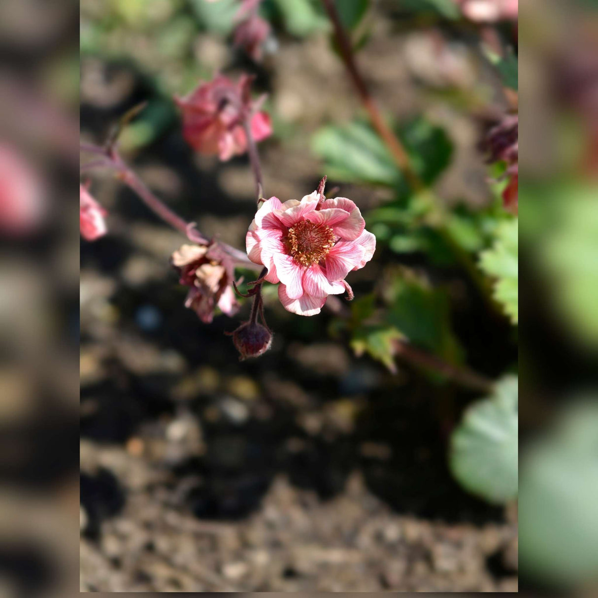 Geum ‘Tempo Rose’