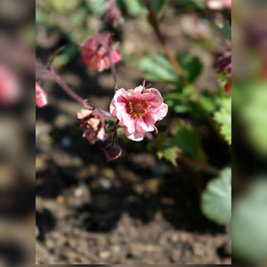 Geum ‘Tempo Rose’