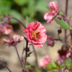 Geum ‘Tempo Rose’