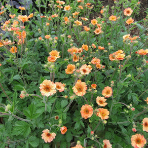 Geum ‘Totally Tangerine’