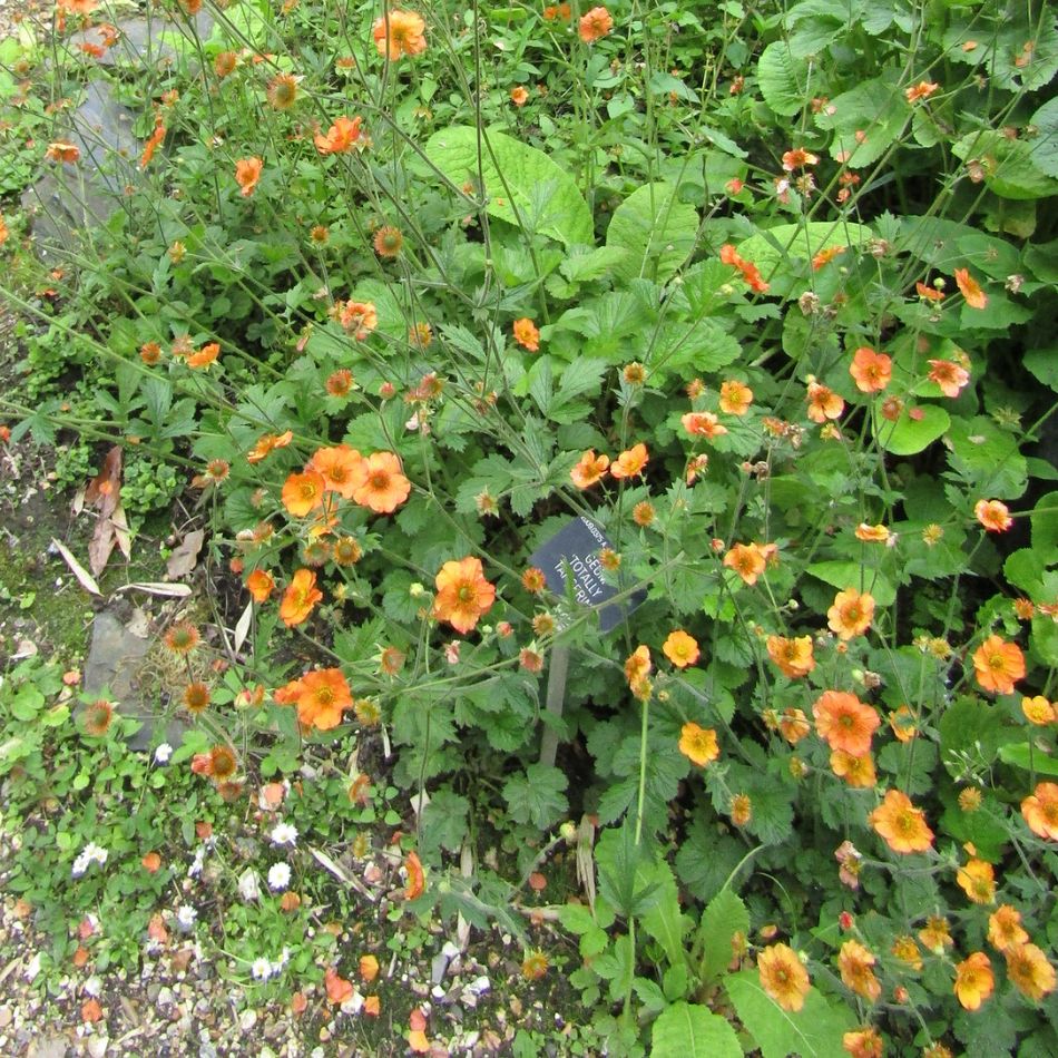 Geum ‘Totally Tangerine’