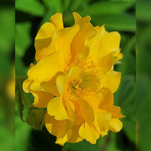 Geum ‘Lady Stratheden’