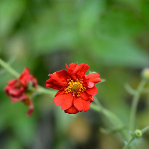 Geum chiloense ‘Mrs Bradshaw’