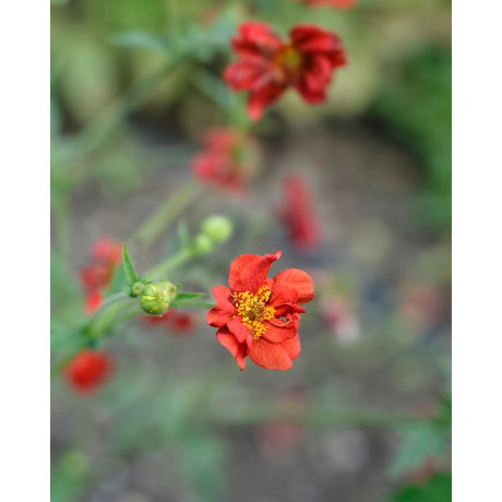 Geum chiloense ‘Mrs Bradshaw’