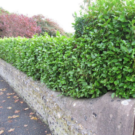 Griselinia littoralis