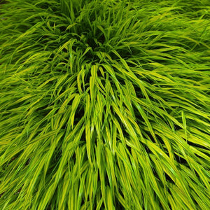 Hakonechloa macra ‘Aureola’
