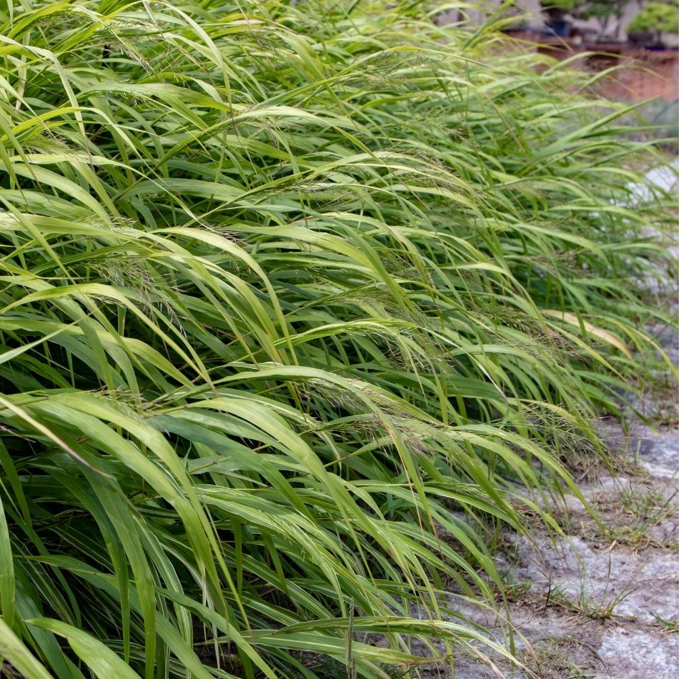 Hakonechloa macra ‘Aureola’