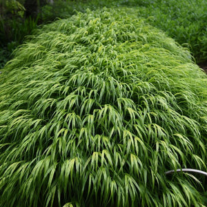 Hakonechloa macra ‘Aureola’
