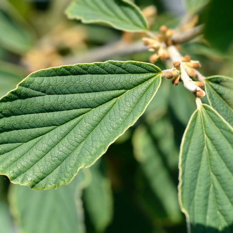 Hamamelis × intermedia ‘Arnold Promise’