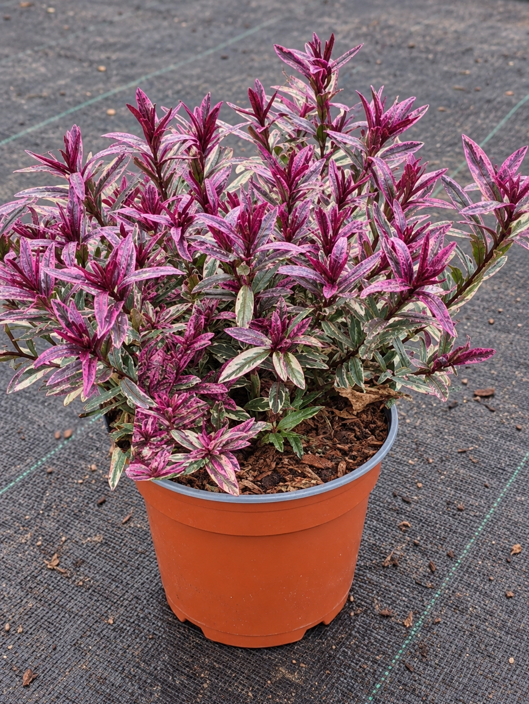 Hebe ‘Magic Summer’
