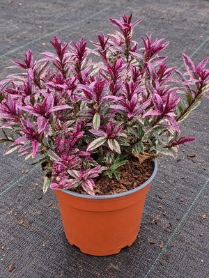 Hebe ‘Magic Summer’