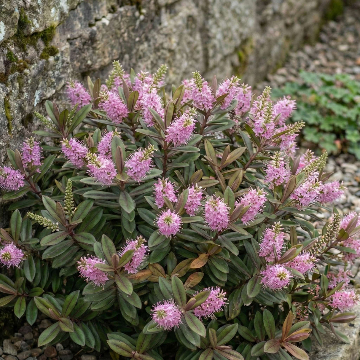 Hebe ‘Pink Candy’