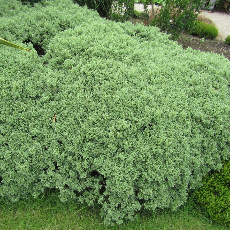 Hebe pinguifolia ‘Sutherlandii’