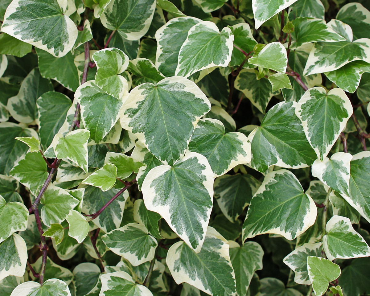 Hedera algeriensis ‘Gloire de Marengo’