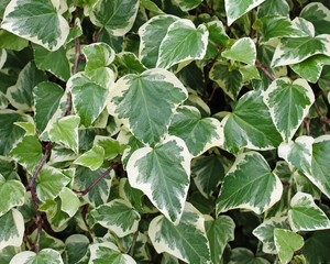 Hedera algeriensis ‘Gloire de Marengo’