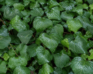 Hedera colchica
