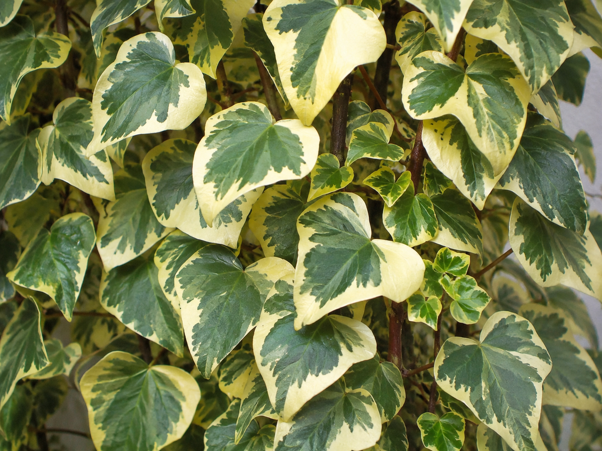 Hedera colchica ‘Dentata Variegata’