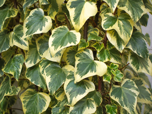 Hedera colchica ‘Dentata Variegata’