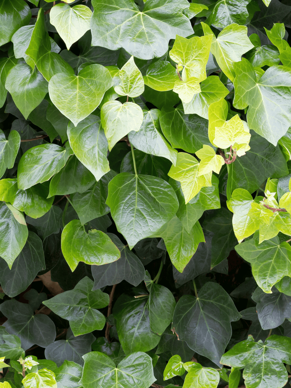 Hedera helix ‘Arborescens’