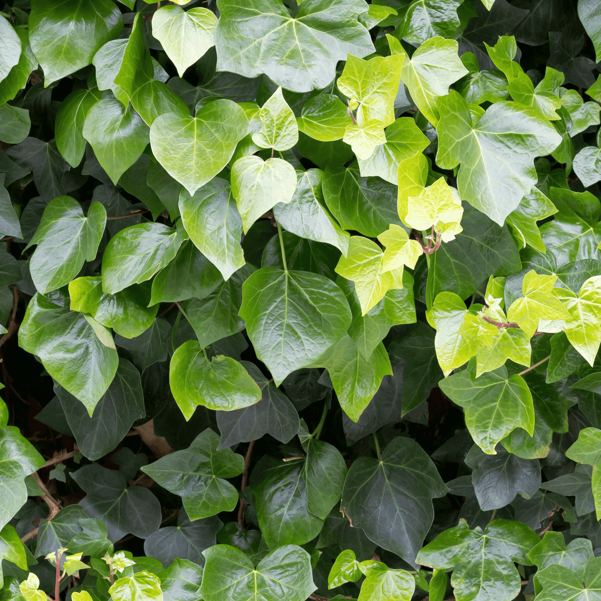 Hedera helix ‘Arborescens’