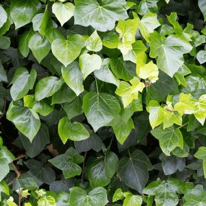 Hedera helix ‘Arborescens’