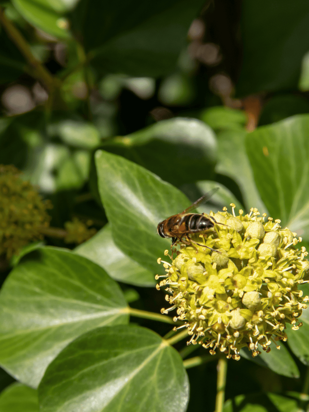 Hedera helix ‘Arborescens’