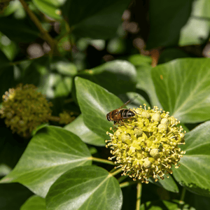 Hedera helix ‘Arborescens’