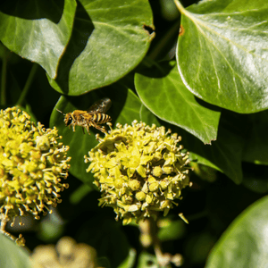 Hedera helix ‘Arborescens’