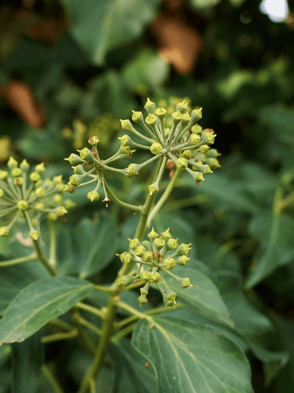 Hedera helix ‘Arborescens’
